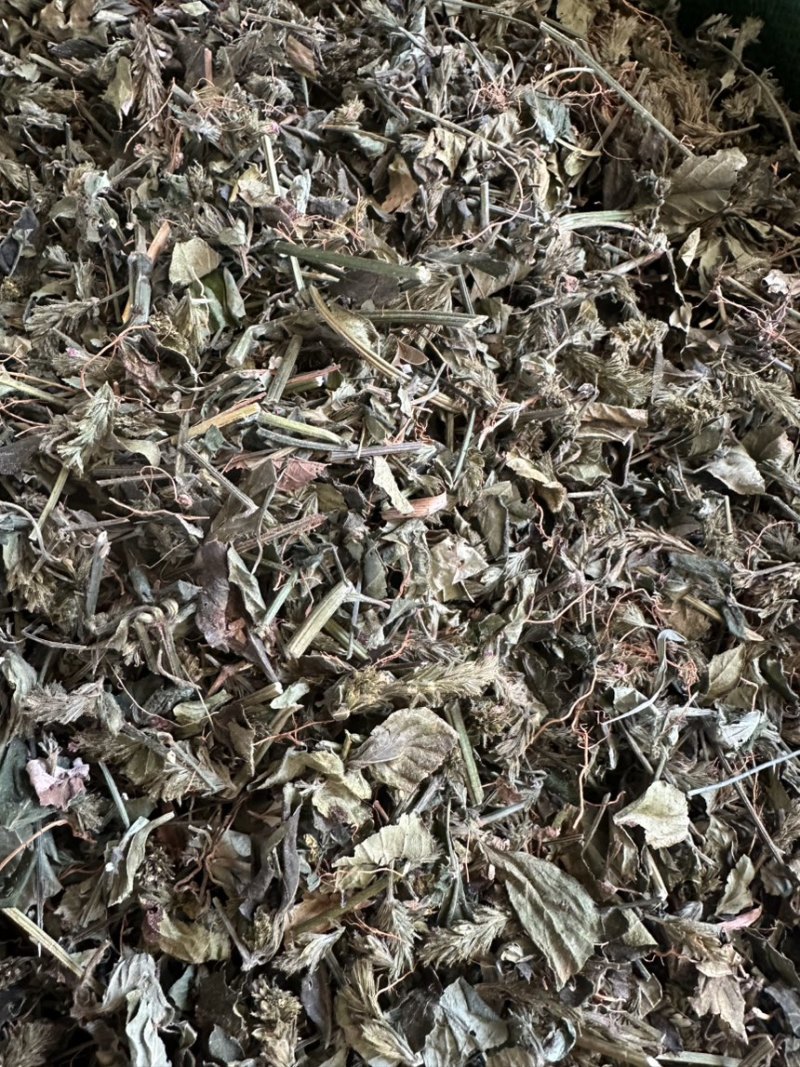 小青草六角英孩儿草货品均实物拍摄