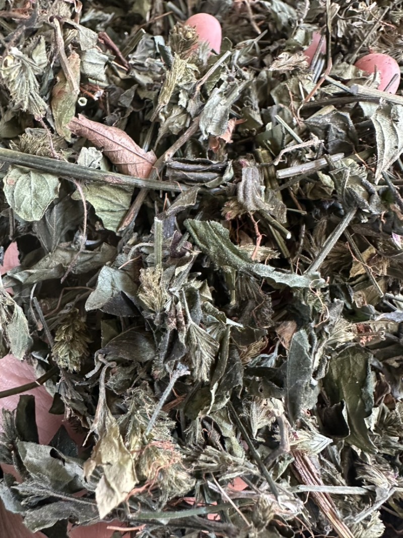 小青草六角英孩儿草货品均实物拍摄
