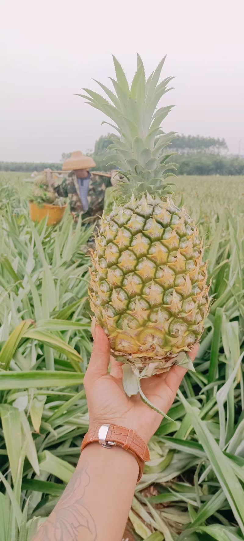 徐闻香水菠萝