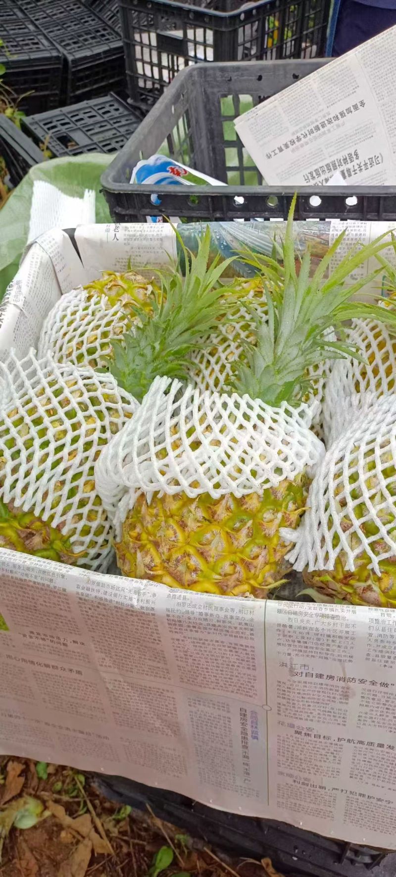 徐闻香水菠萝