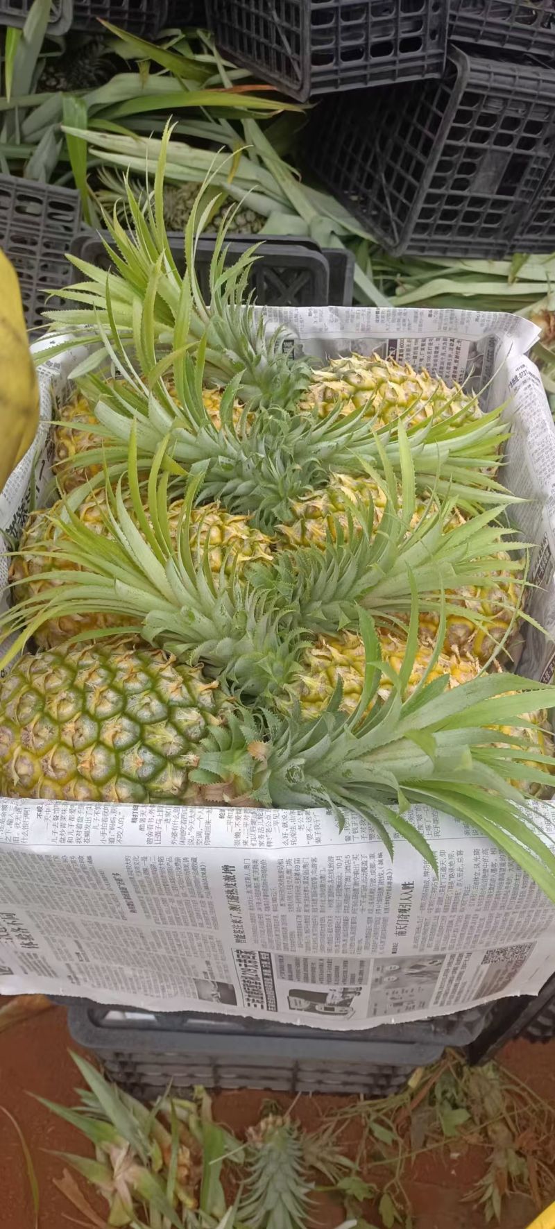 徐闻香水菠萝