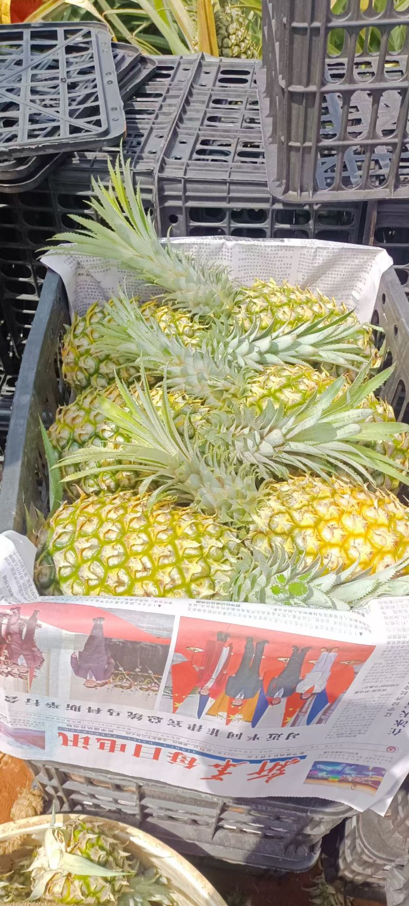 徐闻香水菠萝