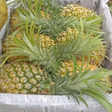 徐闻香水菠萝