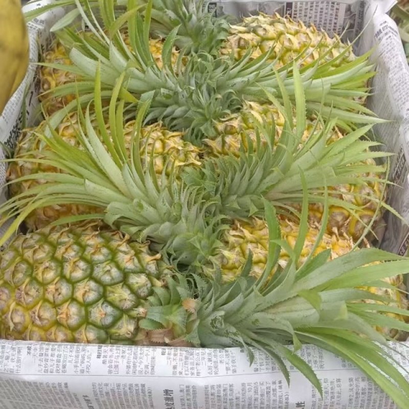 徐闻香水菠萝