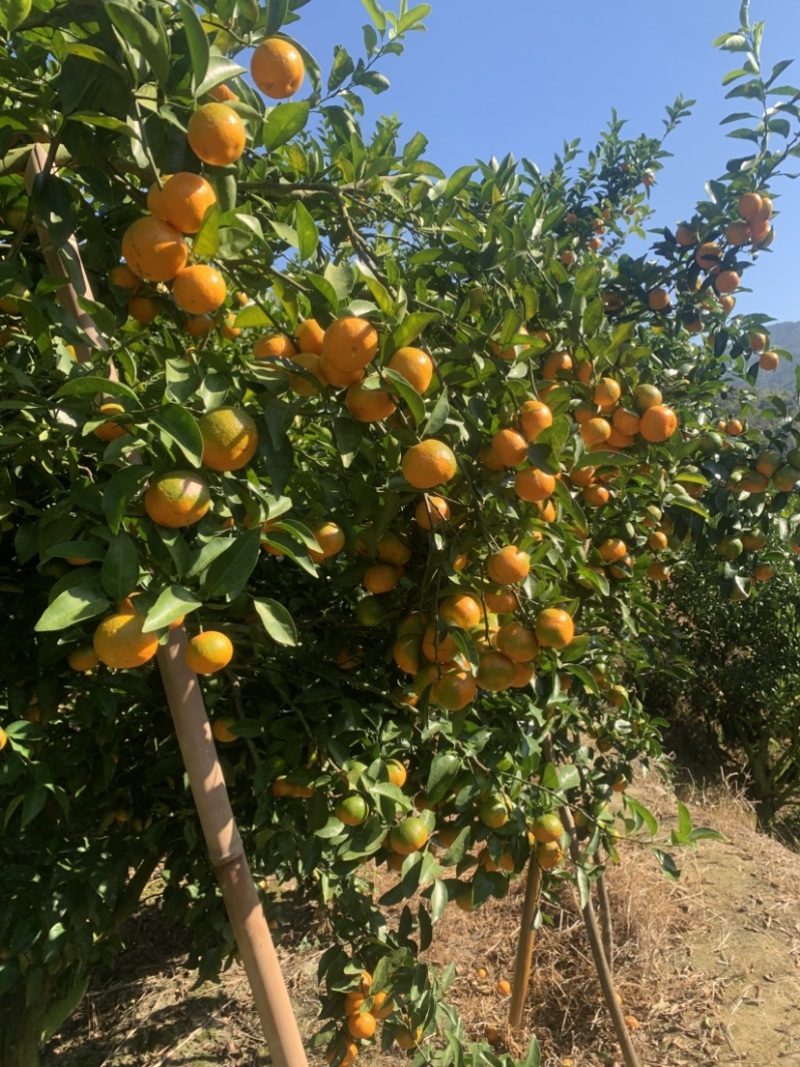 沙糖桔