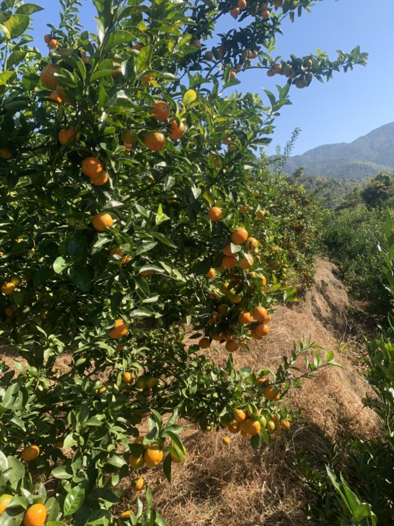 沙糖桔