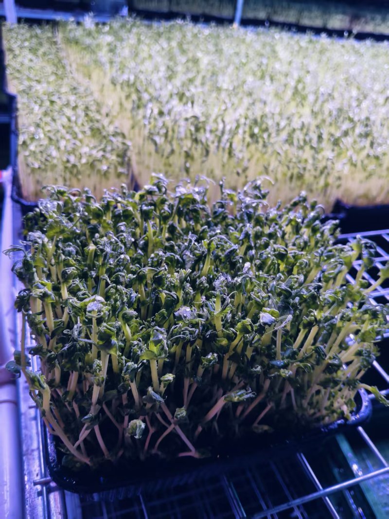 豌豆苗一手货源，保质保量，量大价优，欢迎各位老板咨询