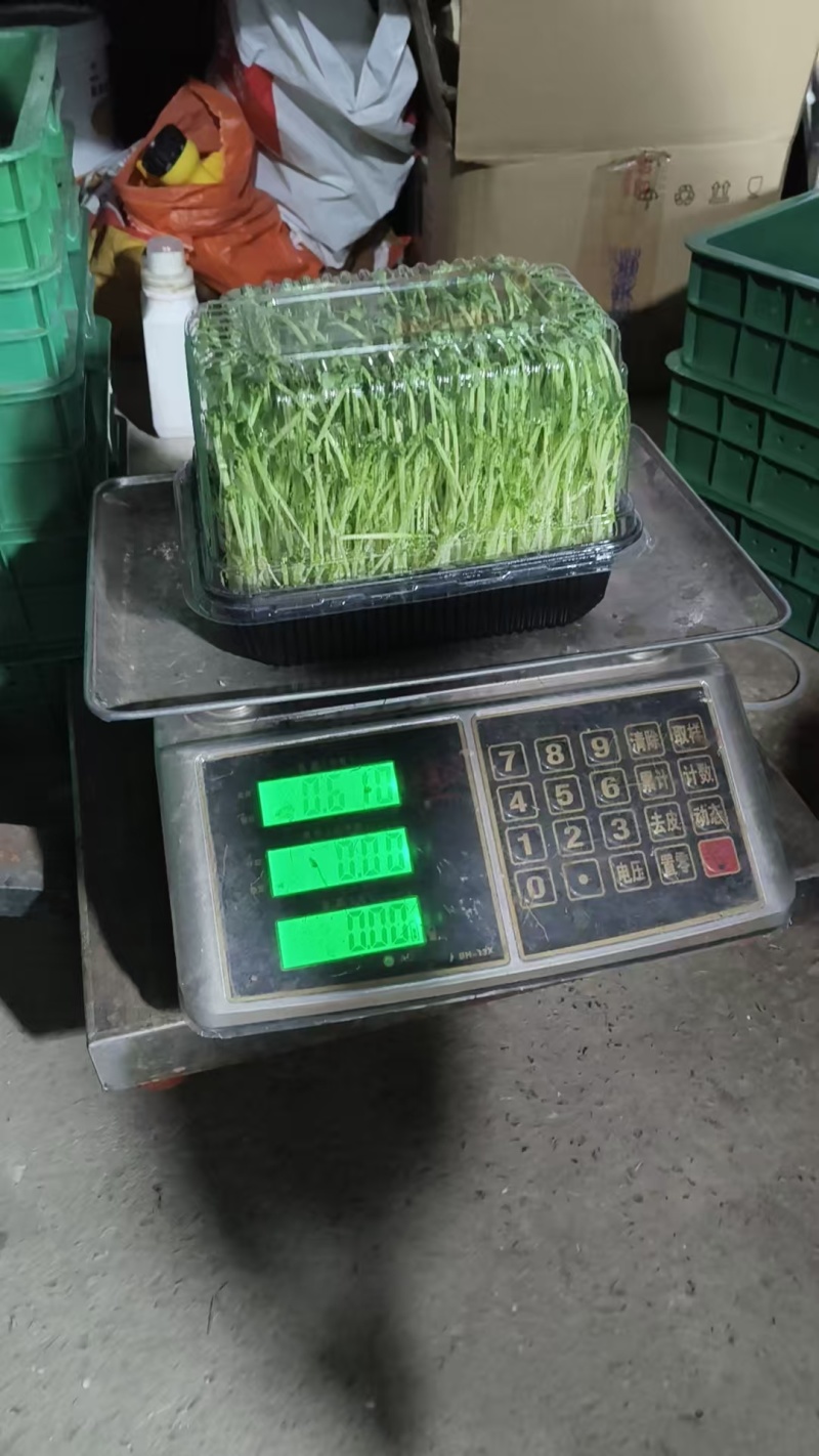 豌豆苗一手货源，保质保量，量大价优，欢迎各位老板咨询