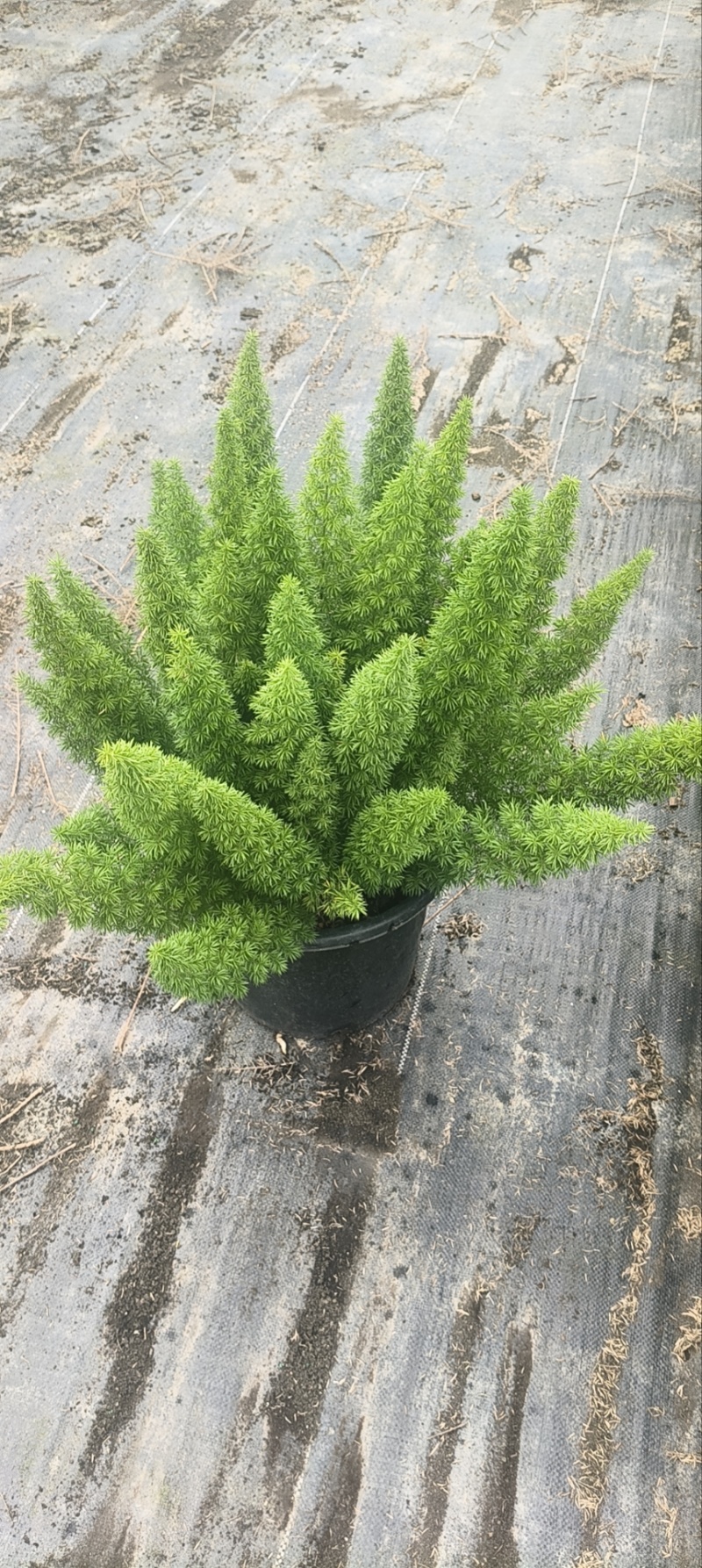 狐尾天门冬