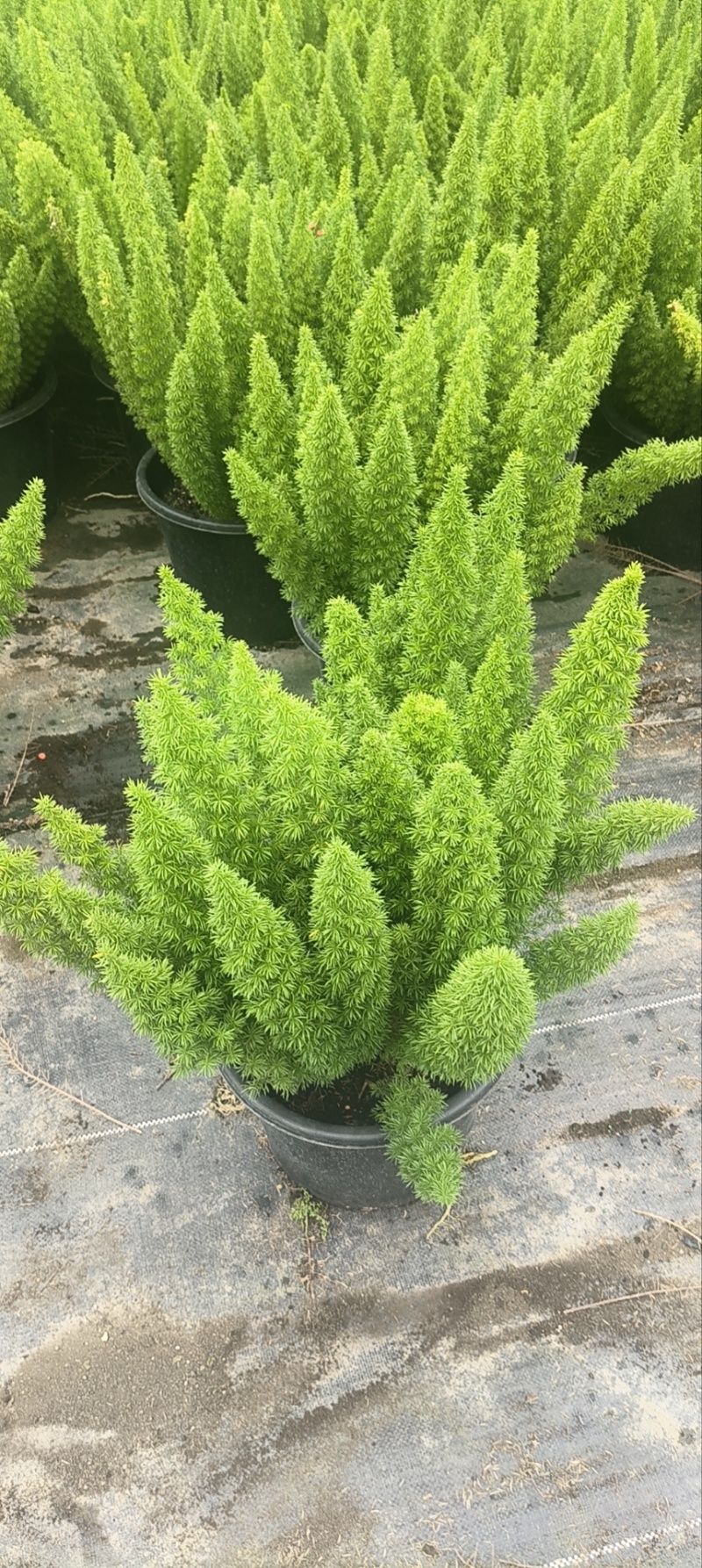 狐尾天门冬