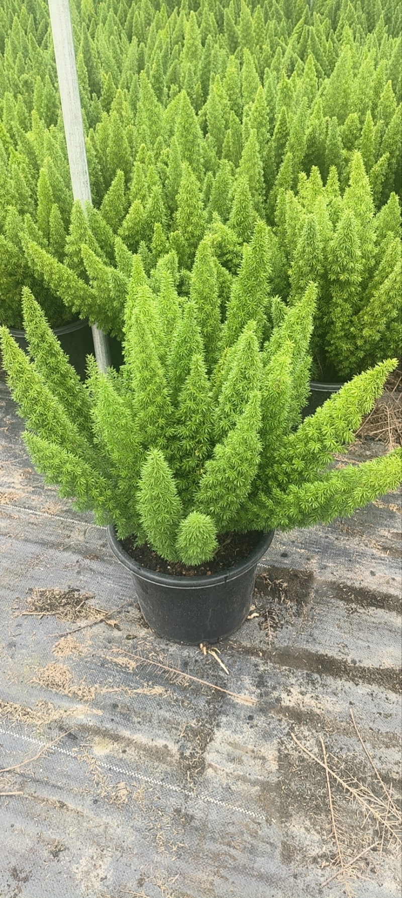 狐尾天门冬