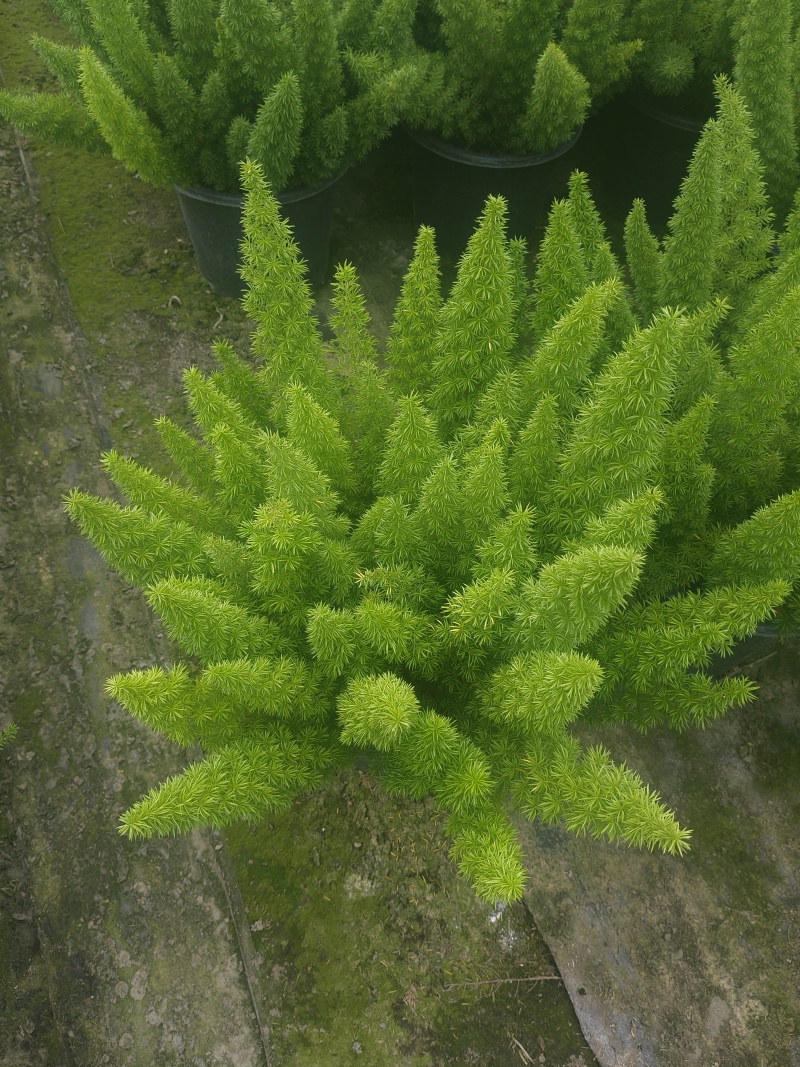 狐尾天门冬