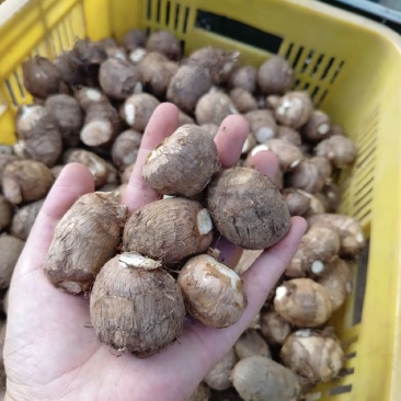 芋头安逸得很有没得老板收购呀，详细里面有