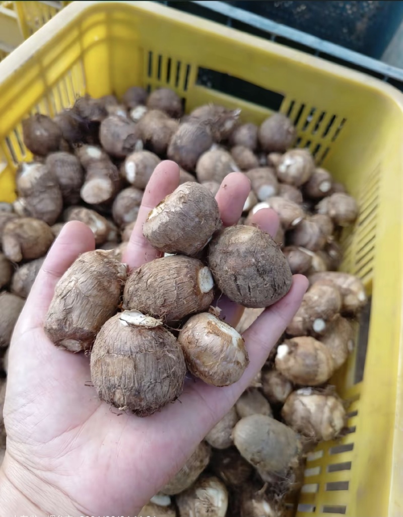 芋头安逸得很有没得老板收购呀，详细里面有