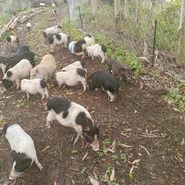 巴马香猪