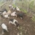 巴马香猪