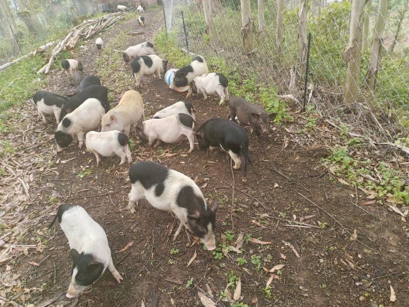 巴马香猪