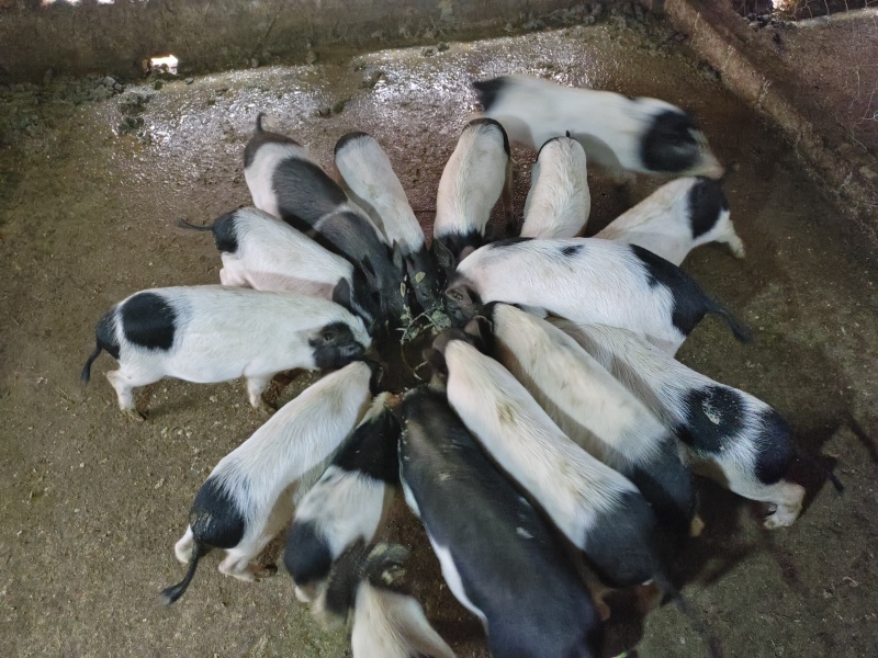 巴马香猪
