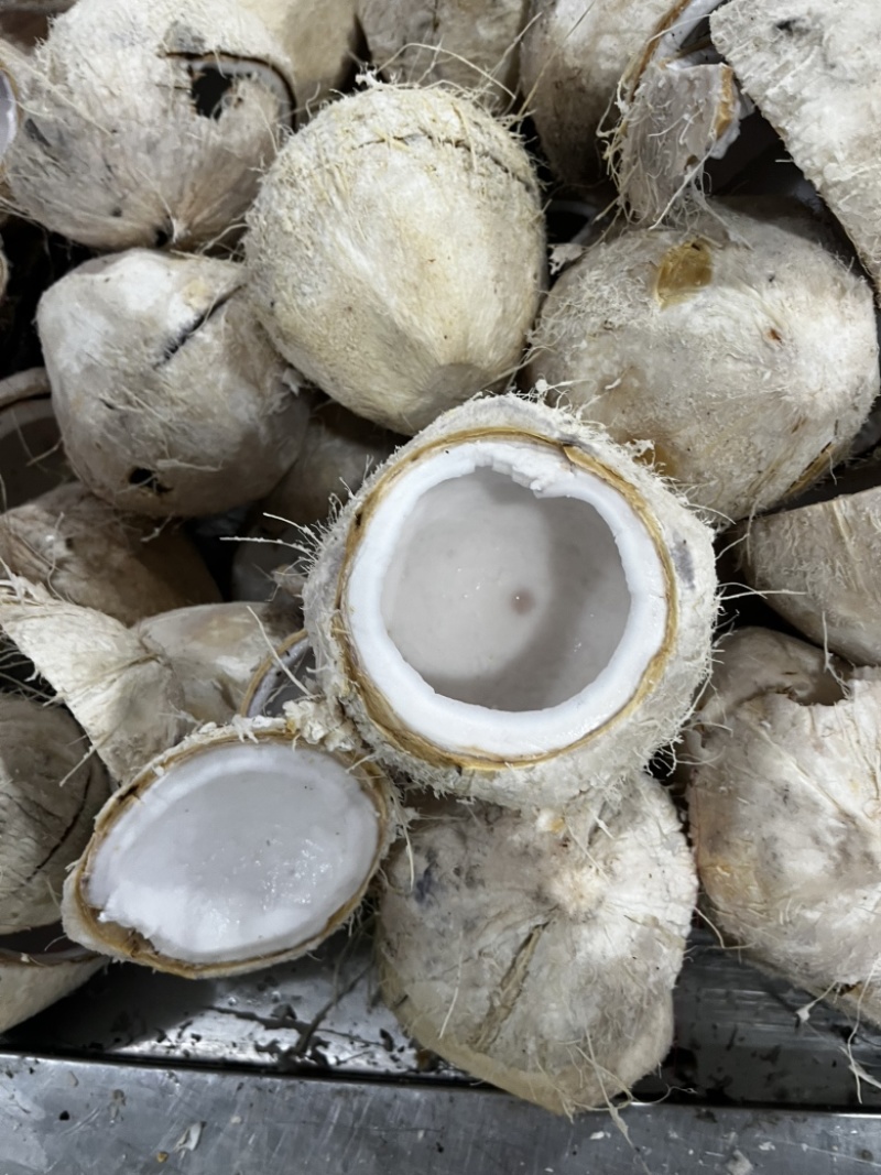 椰子水（混合椰水）椰子鸡火锅店用途味道好