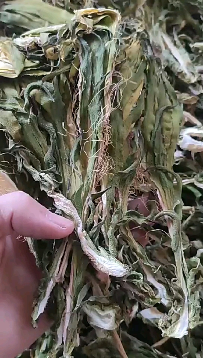 霸王花广东霸王花干货传统工艺晾晒家庭煲汤