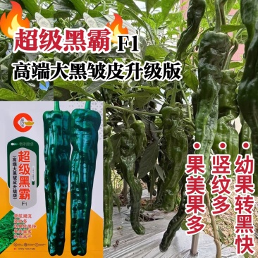 超级黑霸高端大果皱皮椒种子幼果转黑快特大黑皱皱椒种子