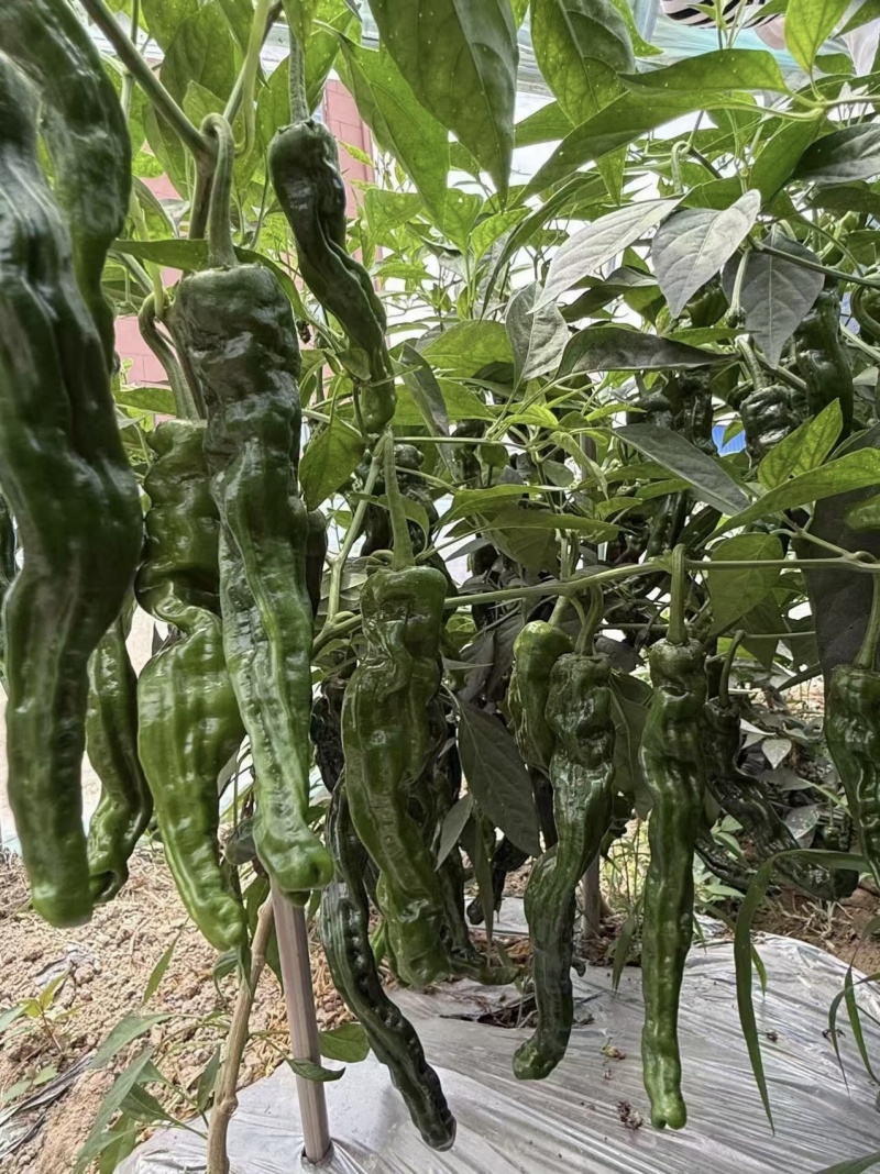超级黑霸高端大果皱皮椒种子幼果转黑快特大黑皱皱椒种子