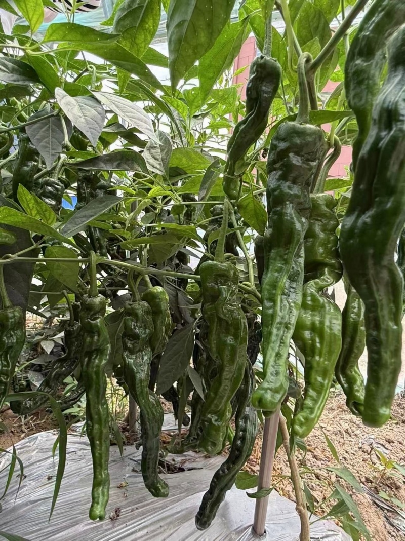 超级黑霸高端大果皱皮椒种子幼果转黑快特大黑皱皱椒种子