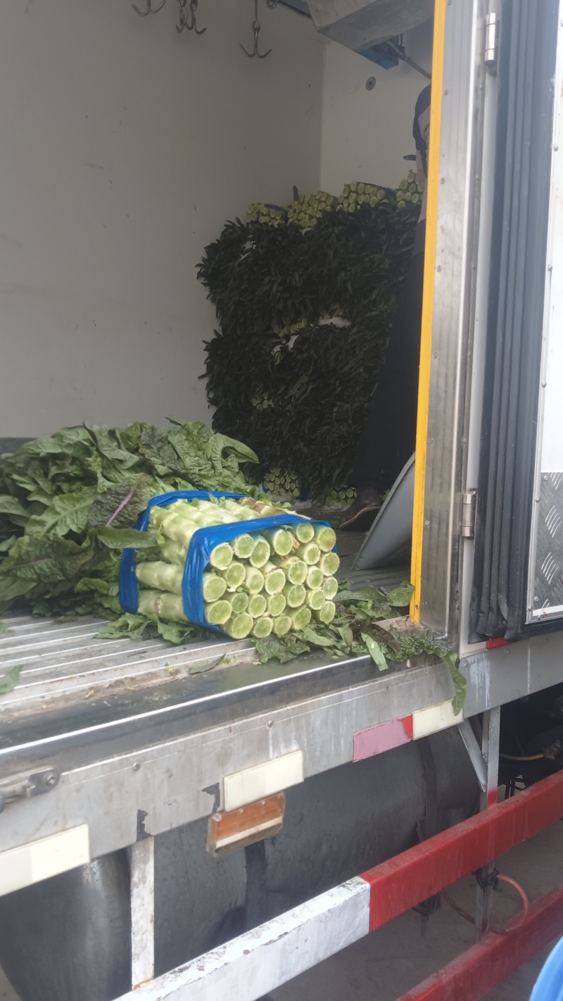 莴苣大量有现货，保质保量，