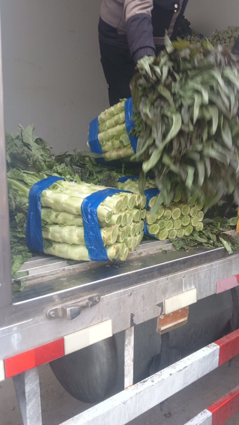 莴苣大量有现货，保质保量，
