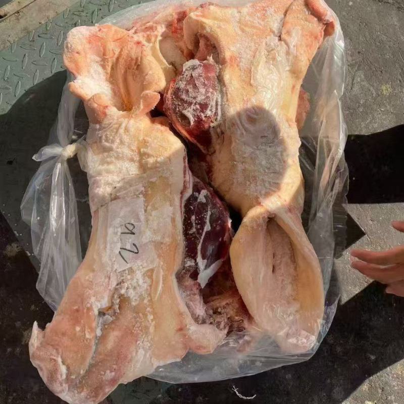 带耳母猪头