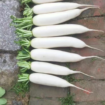 精品白萝卜