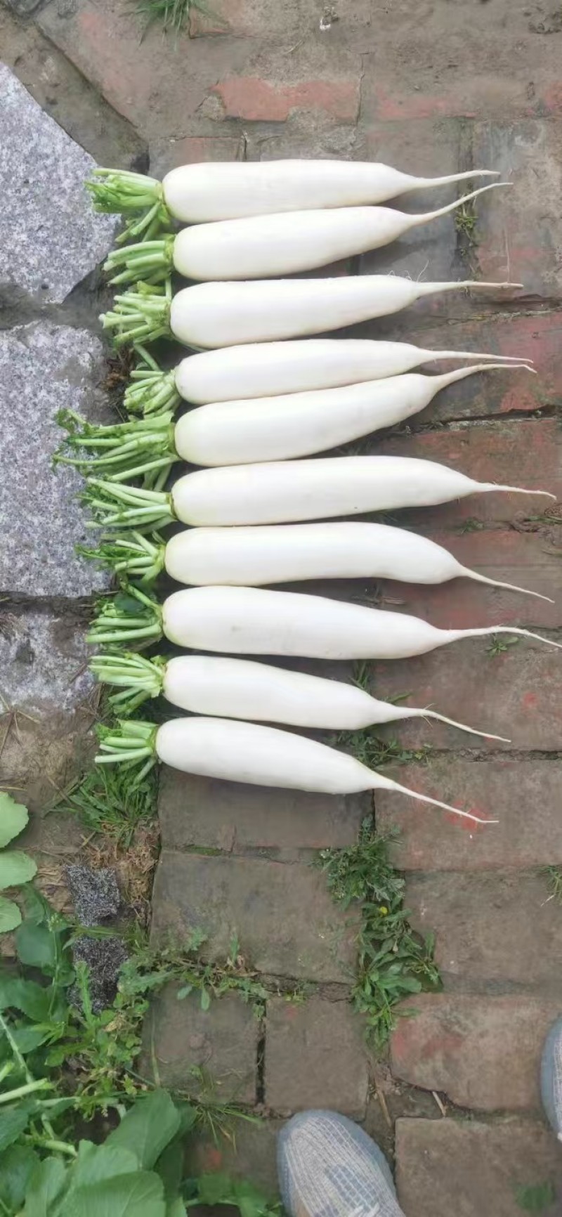 精品白萝卜