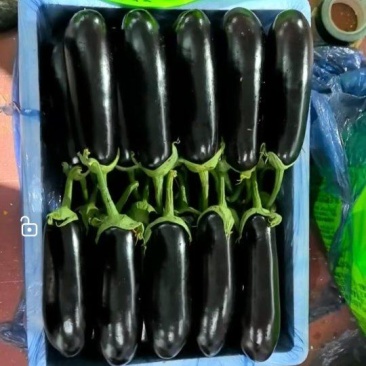 精品烧烤茄，黑帅，山东寿光，现摘现发保质保量，诚信合作
