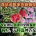 奶油2K小吊瓜糖丸西瓜，小糖丸西瓜，奶油小吊瓜，2k小瓜