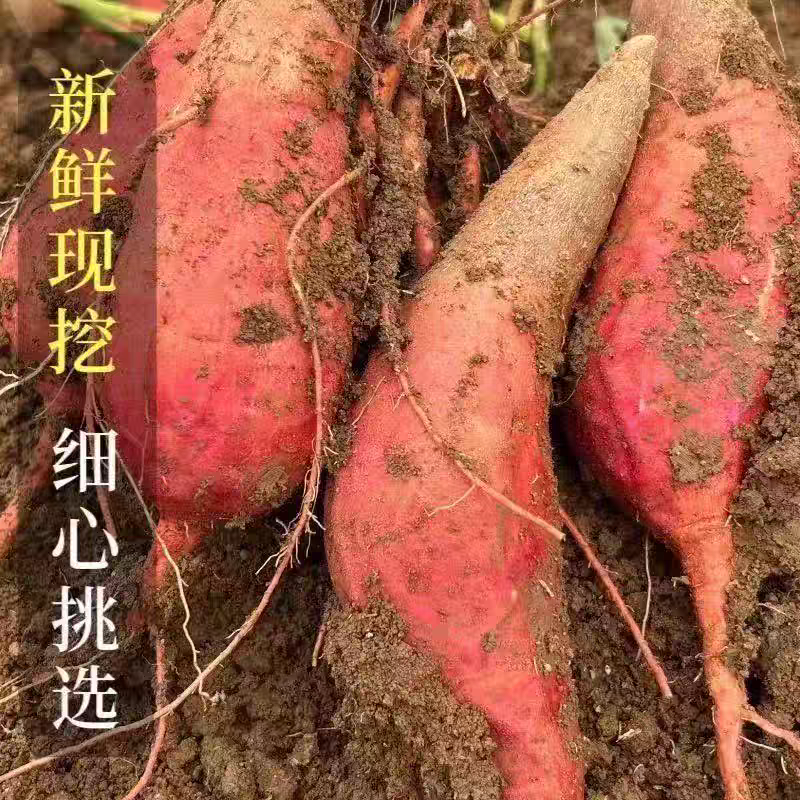 河北唐山烟薯25软糯香甜规格齐全，可视频看货支持代发