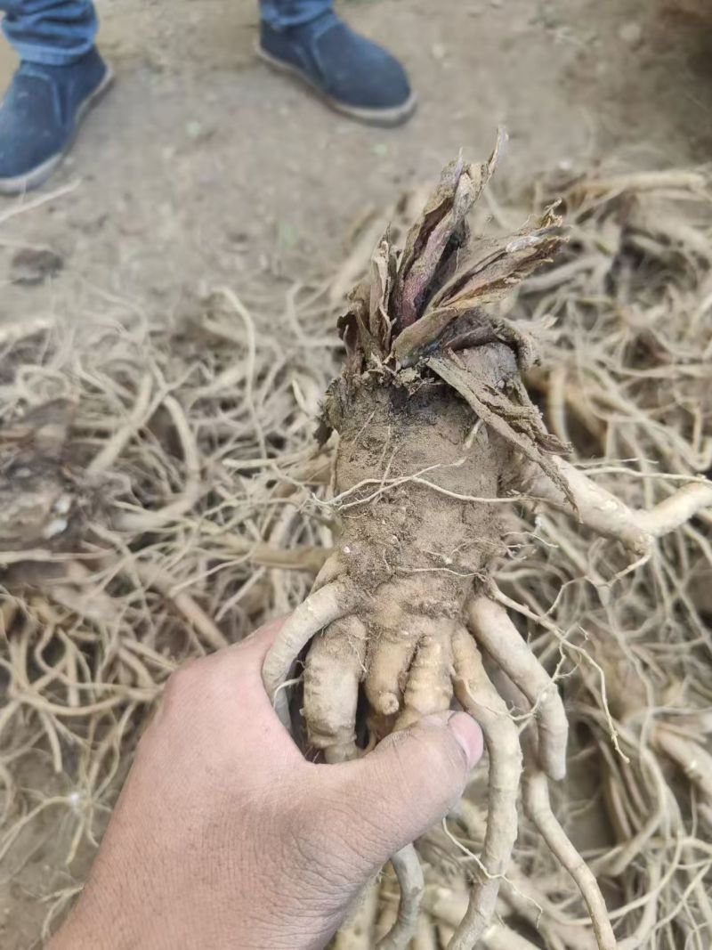 大山包，高海拔云当归，