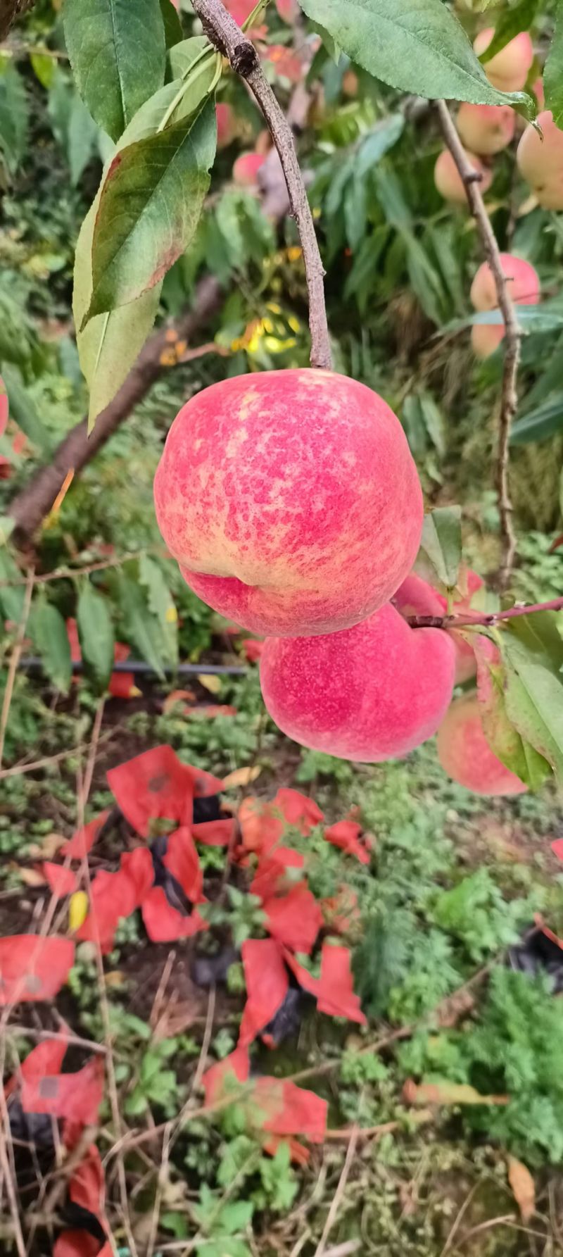 宾川冬桃