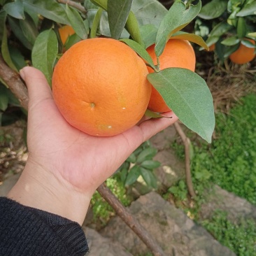 沃柑默科特产地一手货源大量供应颜色好口感脆甜多汁