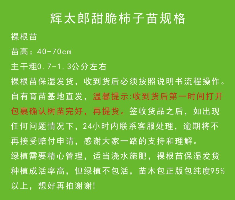 辉太郎甜柿裸根苗脆甜不涩柿子树苗正宗对接