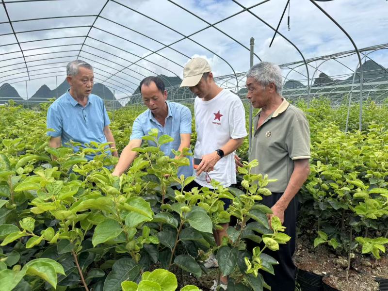 辉太郎甜柿裸根苗脆甜不涩柿子树苗正宗对接