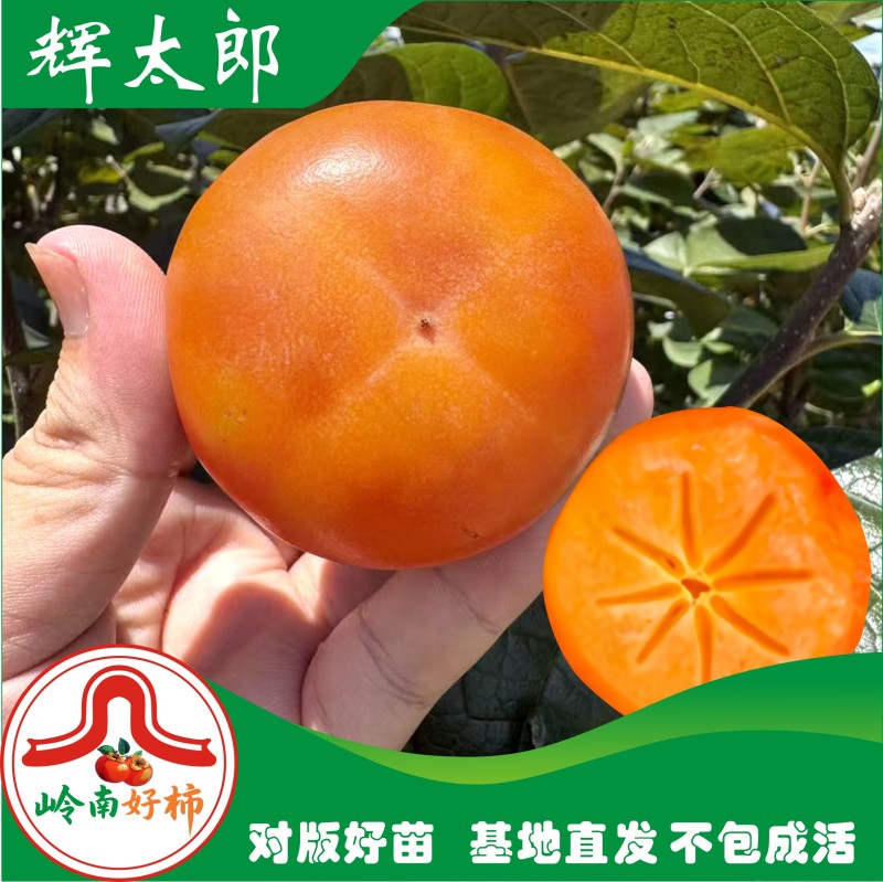 辉太郎甜柿裸根苗脆甜不涩柿子树苗正宗对接