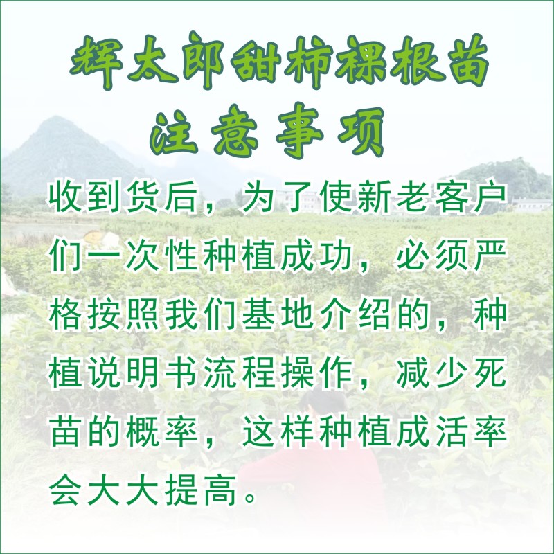 辉太郎甜柿裸根苗脆甜不涩柿子树苗正宗对接
