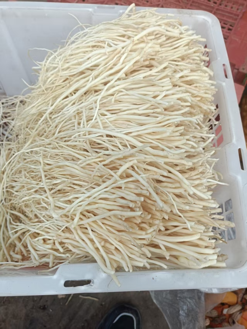 墨江苤菜根