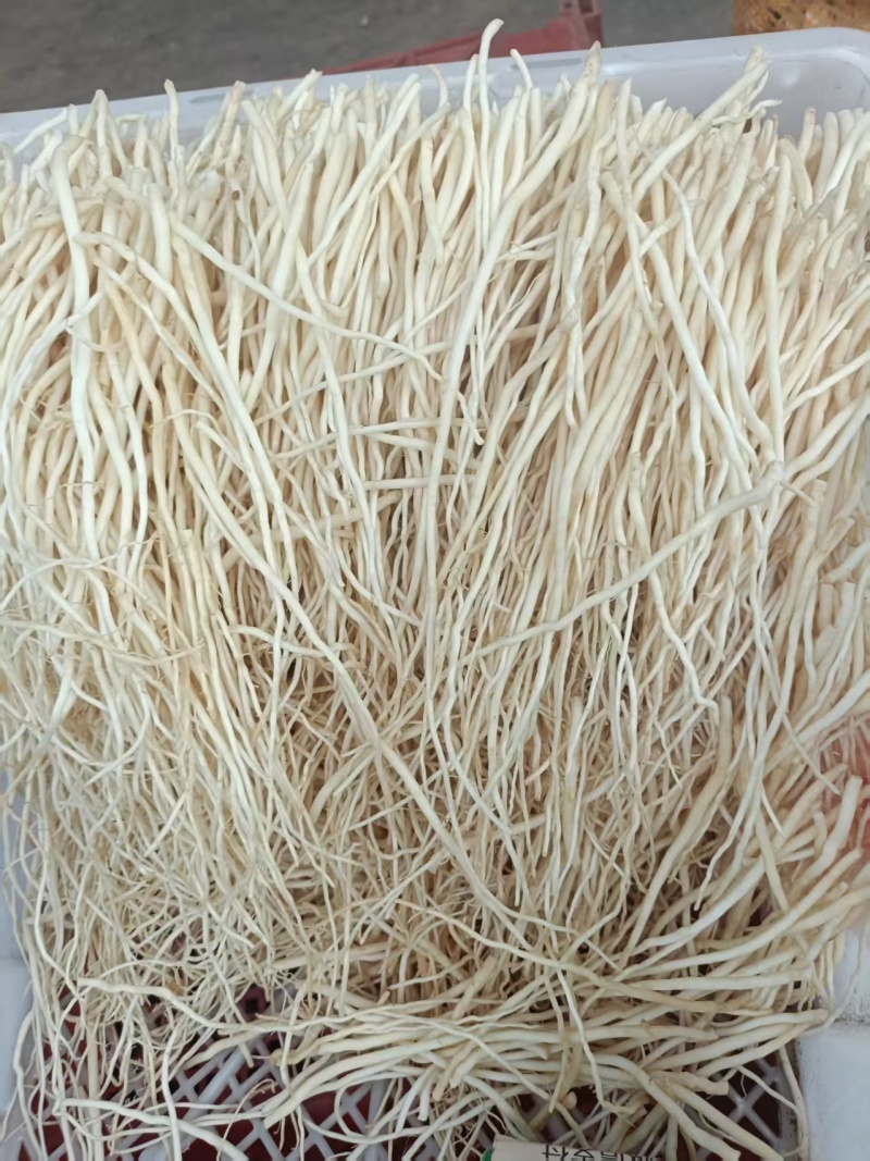 墨江苤菜根