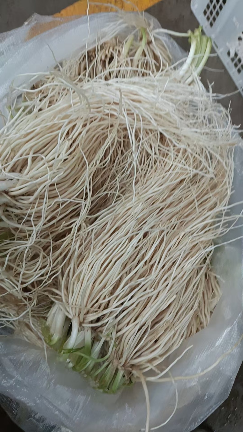 墨江苤菜根
