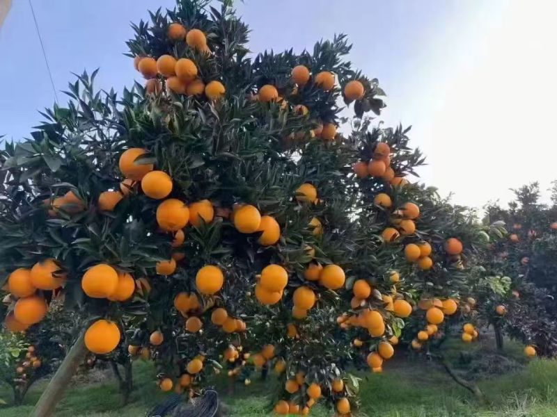 精品秭归脐橙货源充足量大从优质量现摘现发对接全国