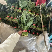 精品大叶菠菜小把菠菜规格小把大量供应可视频看货欢迎