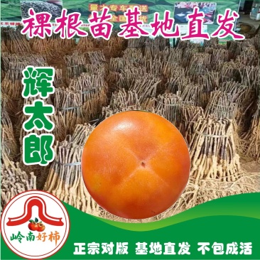 辉太郎甜柿裸根苗脆甜不涩柿子树苗正宗对接