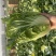 湖北黄心大白菜大量供应价格实惠质量保证全国发货