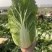 湖北黄心大白菜大量供应价格实惠质量保证全国发货